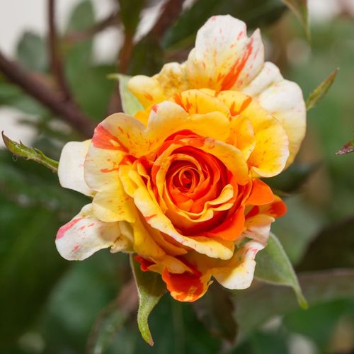 Rosa Papagena™ - galben - portocaliu - Trandafir copac cu trunchi înalt - cu flori în buchet - coroană tufiș